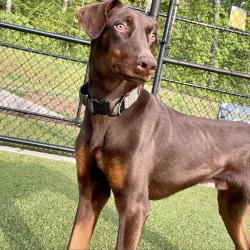 Shelter Stray Male Dog last seen , 980 Guilford College Rd, Greensboro, NC 27409, USA
