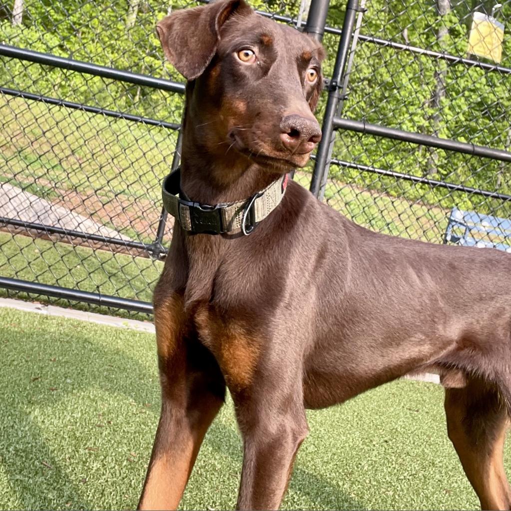 Shelter Stray Male Dog last seen , 980 Guilford College Rd, Greensboro, NC 27409, USA