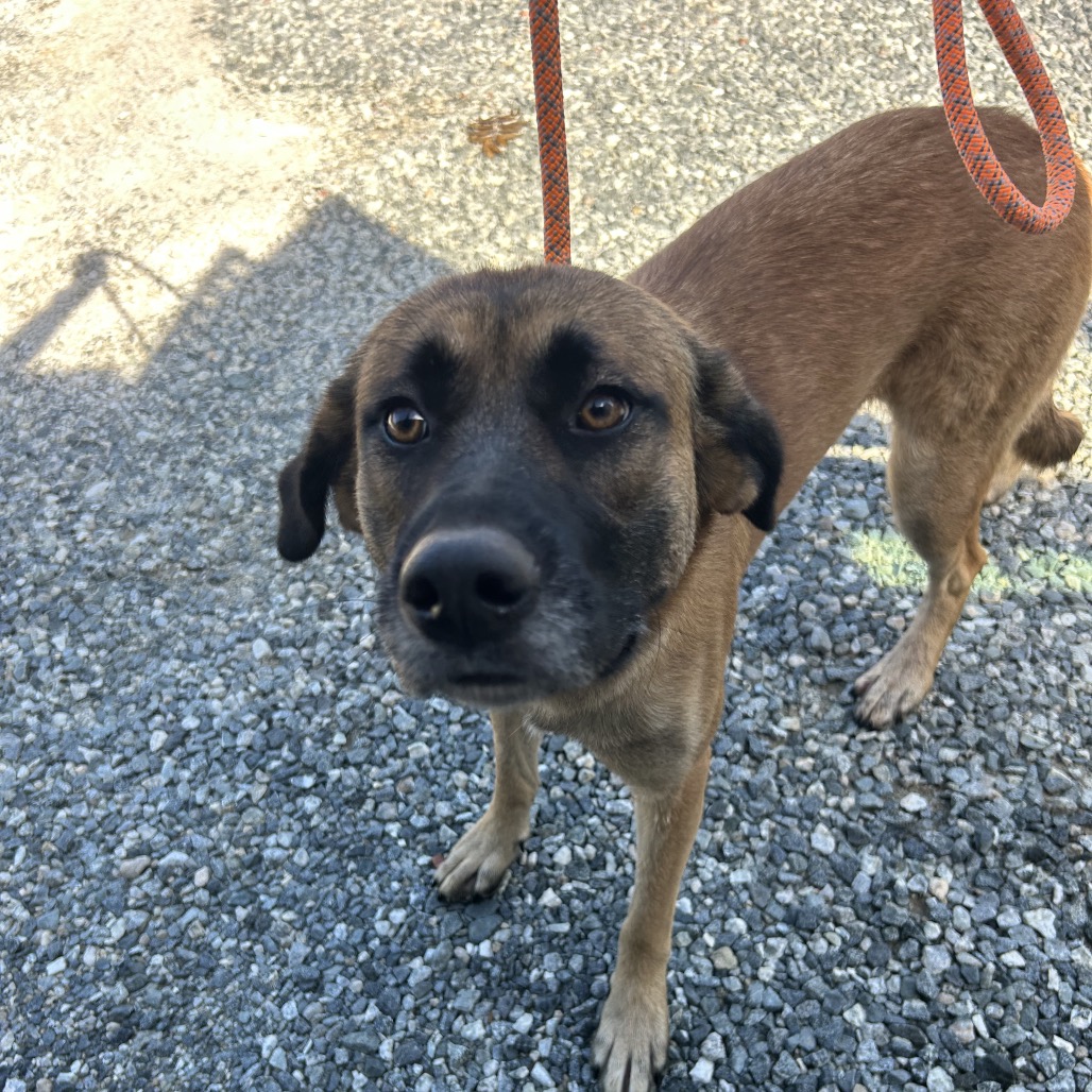 Shelter Stray Female Dog last seen , 980 Guilford College Rd, Greensboro, NC 27409, USA