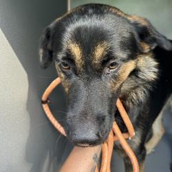 Shelter Stray Female Dog last seen , 980 Guilford College Rd, Greensboro, NC 27409, USA