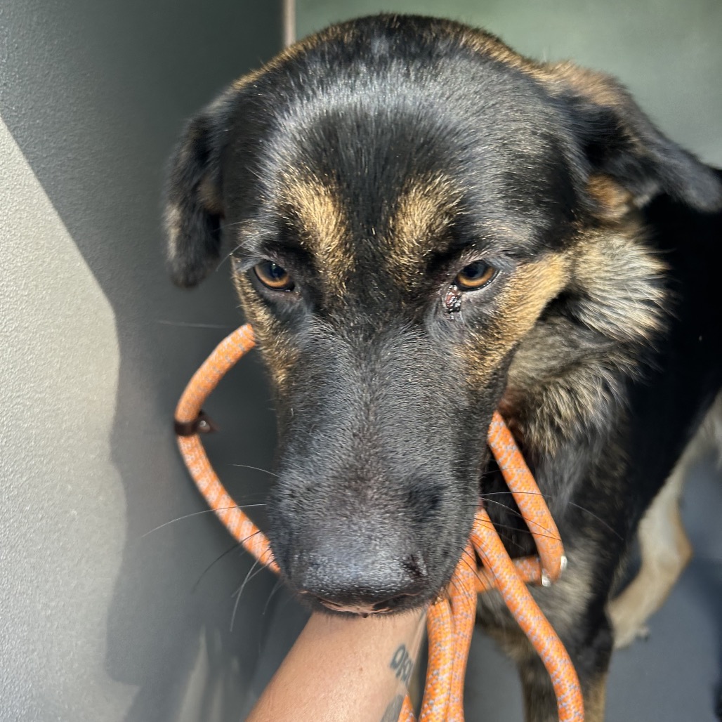 Shelter Stray Female Dog last seen , 980 Guilford College Rd, Greensboro, NC 27409, USA