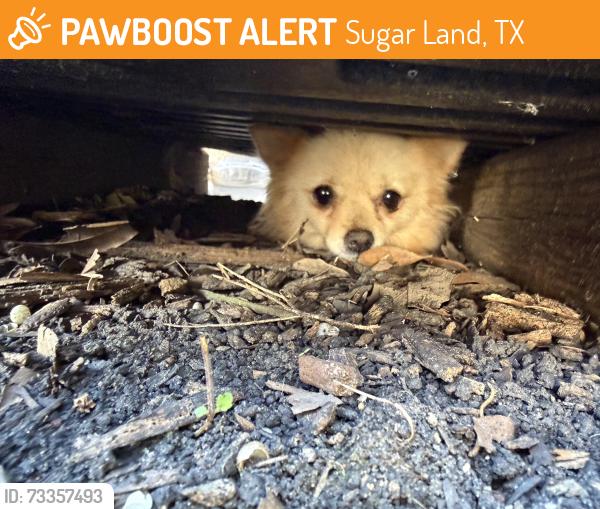 Found/Stray Unknown Dog last seen Near broken oak ln, Sugar Land, TX 77479