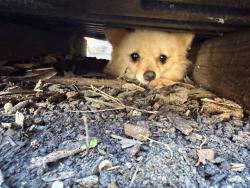 Found/Stray Unknown Dog last seen Near broken oak ln, Sugar Land, TX 77479