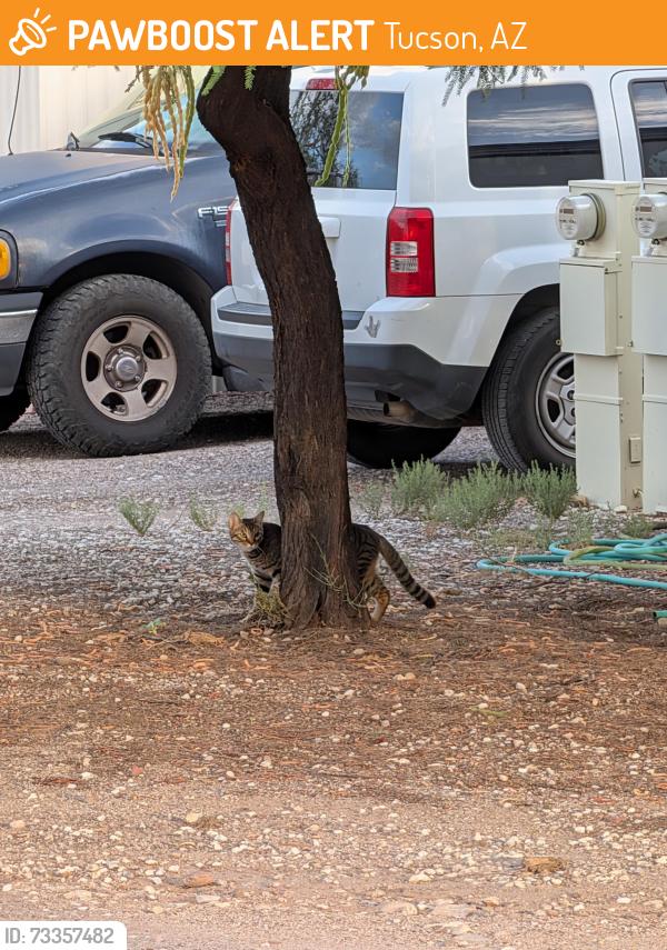 Found/Stray Unknown Cat last seen River and La Canada, Tucson, AZ 85704
