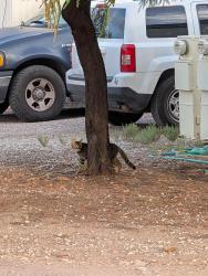 Found/Stray Unknown Cat last seen River and La Canada, Tucson, AZ 85704