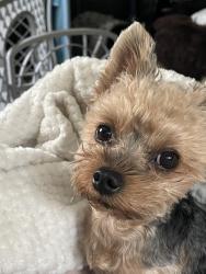 Lost Female Dog last seen McMickin Heights Elementary school, SeaTac, WA 98188