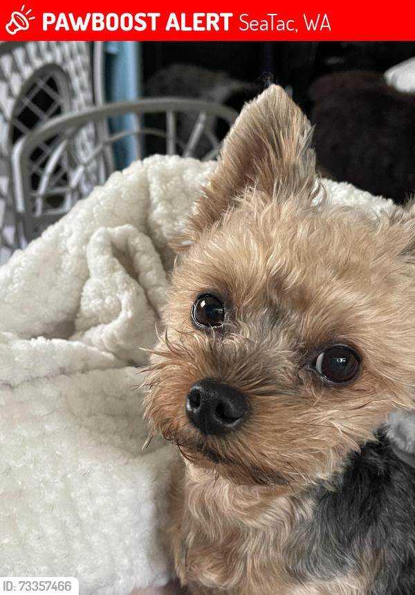 Lost Female Dog last seen McMickin Heights Elementary school, SeaTac, WA 98188