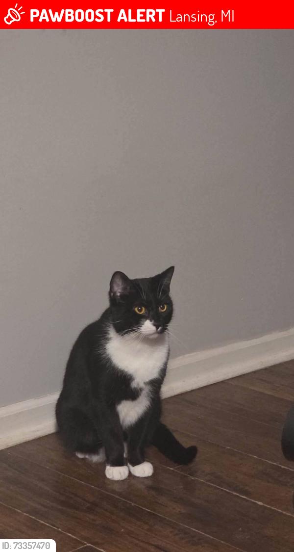 Lost Male Cat last seen E Jolly and S Cedar, Lansing, MI 48910