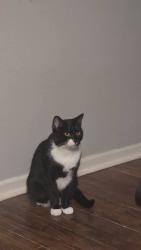 Lost Male Cat last seen E Jolly and S Cedar, Lansing, MI 48910