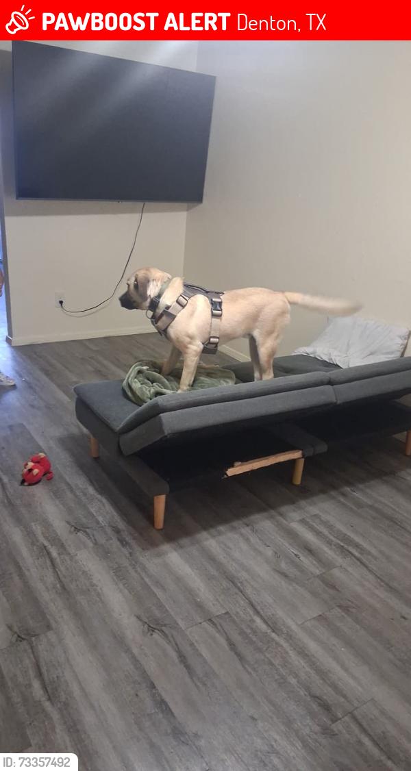 Lost Male Dog last seen Denton, Denton, TX 76201