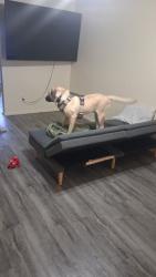 Lost Male Dog last seen Denton, Denton, TX 76201