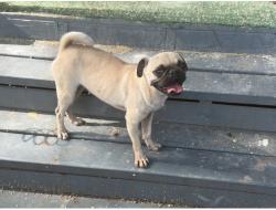 Reunited Female Dog last seen El Paso St & Zarzamora, San Antonio, TX 78207