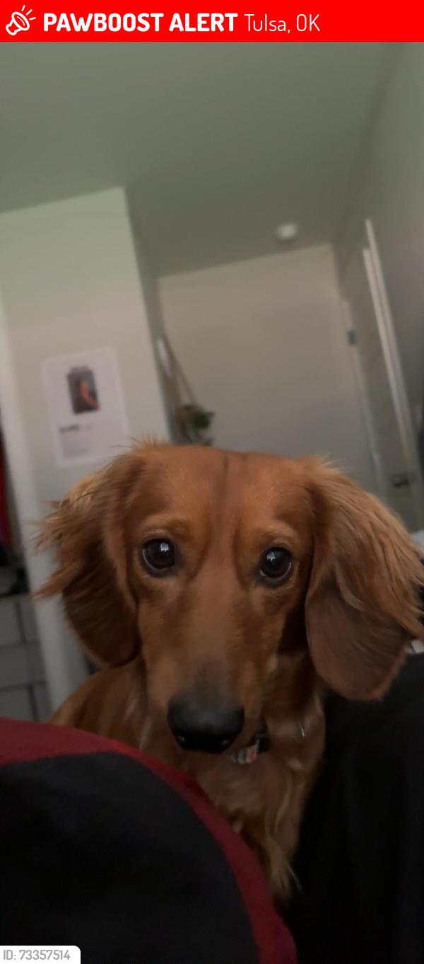 Lost Male Dog last seen Spartan College of Aeronautic and technology center, Tulsa, OK 74103