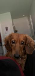 Lost Male Dog last seen Spartan College of Aeronautic and technology center, Tulsa, OK 74103