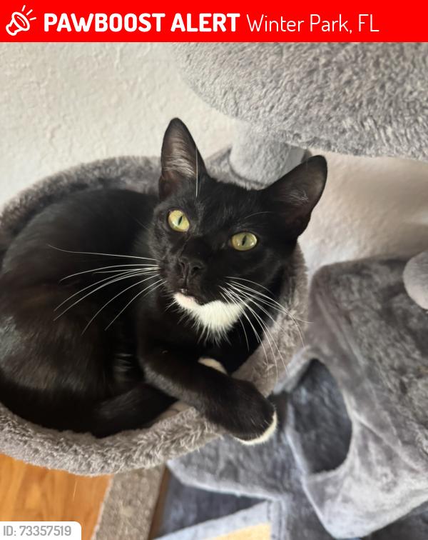 Lost Male Cat last seen Lakemont, Winter Park, FL 32792