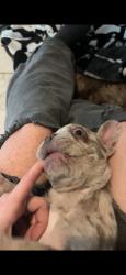 Reunited Female Dog last seen Near Pine Hill Rd, Palm Harbor, FL 34683, USA, Palm Harbor, FL 34683