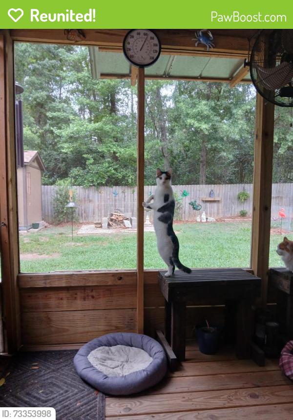 Reunited Female Cat last seen Portand Ave. & Mayfair Road, Tallahassee, FL 32303