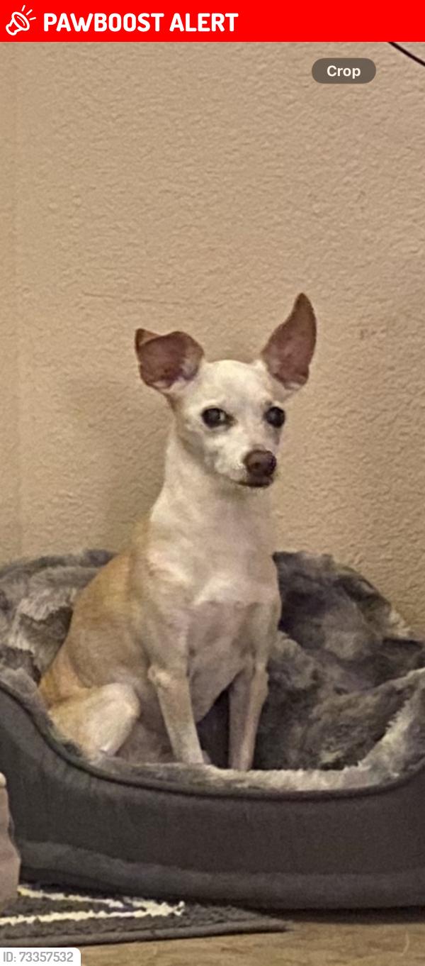 Lost Female Dog last seen Villages of Cypress Lakes, Villages Of Cypress Lakes, TX 77429