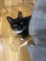 Reunited Female Cat last seen Near Moffitt St, Bridgeport CT 06605, Bridgeport, CT 06606