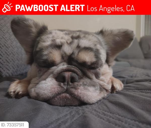Lost Female Dog last seen 59th and Normandy/saluson, Los Angeles, CA 90047