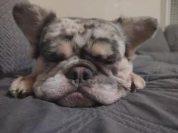 Lost Female Dog last seen 59th and Normandy/saluson, Los Angeles, CA 90047