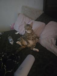 Reunited Male Cat last seen cochran and sycamore, cochran and erringer, Simi Valley, CA 93065