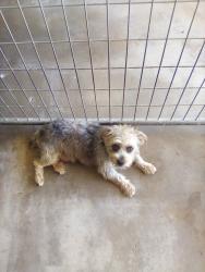 Reunited Female Dog last seen Tillotson Rd Anderson, SC, Anderson County, SC 29621
