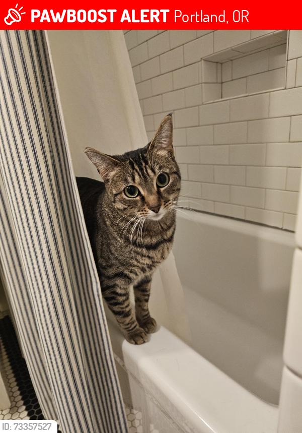 Lost Female Cat last seen SE 46th and Holgate, Portland, OR 97206