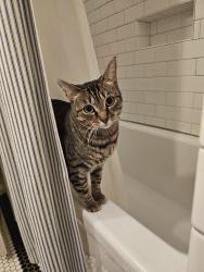 Lost Female Cat last seen SE 46th and Holgate, Portland, OR 97206