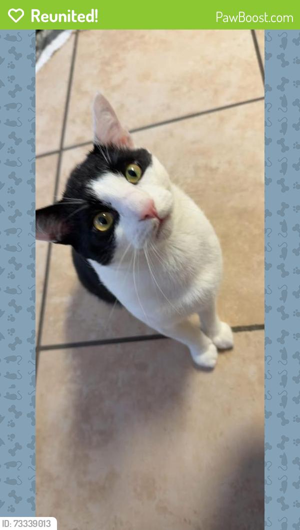 Reunited Male Cat last seen Servia Dr and CR2209, Saint Johns, FL 32259