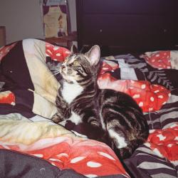 Lost Male Cat last seen Marina drive, Denton, TX 76208