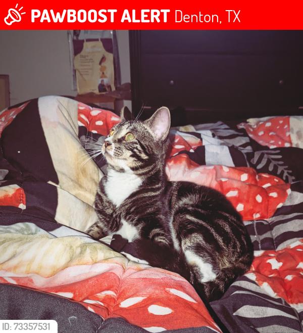 Lost Male Cat last seen Marina drive, Denton, TX 76208