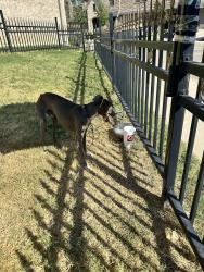 Found/Stray Male Dog last seen Near Joelene Rae dr Arlington Tx 76001, Arlington, TX 76001