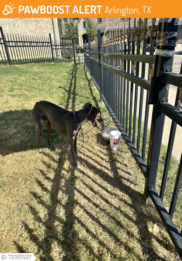 Found/Stray Male Dog last seen Near Joelene Rae dr Arlington Tx 76001, Arlington, TX 76001