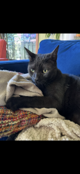 Lost Male Cat last seen Terwilliger Boulevard and 48th dr, Portland, OR 97219