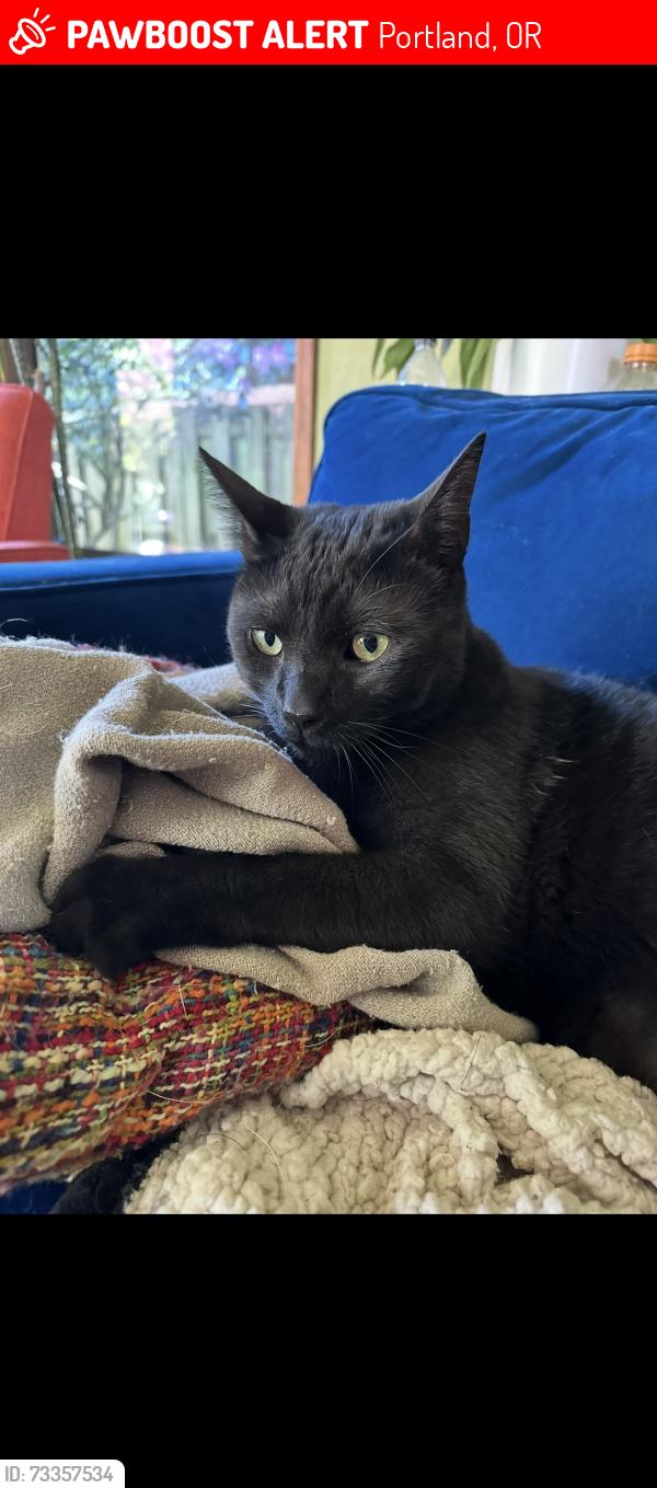 Lost Male Cat last seen Terwilliger Boulevard and 48th dr, Portland, OR 97219