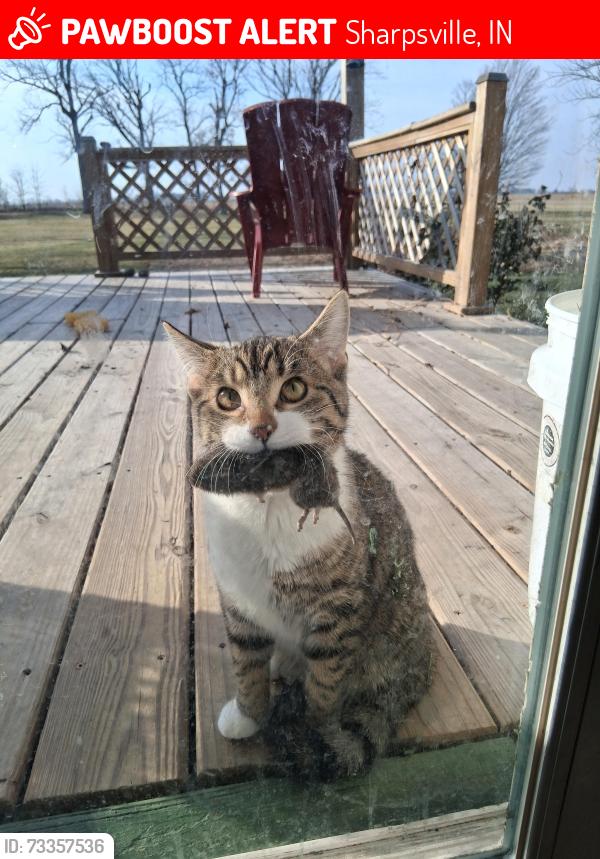 Lost Male Cat last seen A Summer Place IN 19, Sharpsville, IN 46068