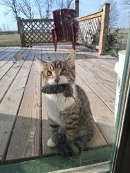 Lost Male Cat last seen A Summer Place IN 19, Sharpsville, IN 46068