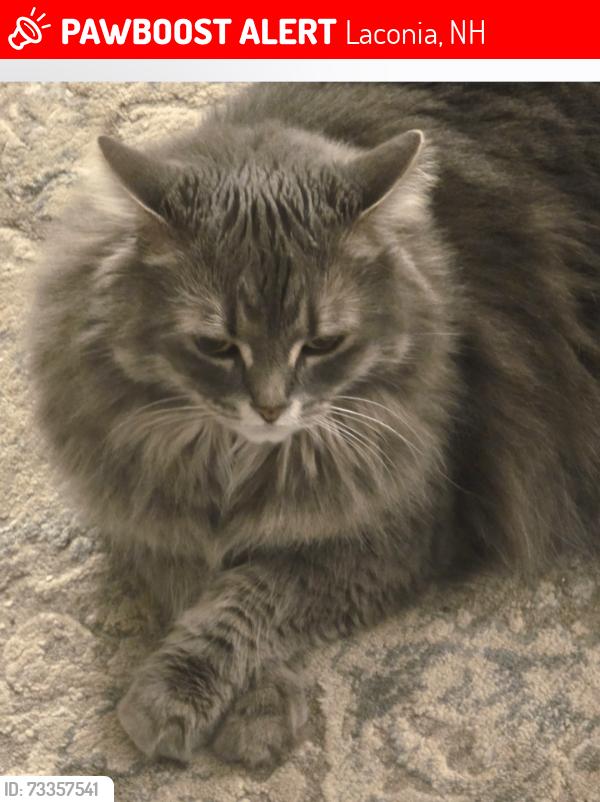 Lost Female Cat last seen Holman St, Laconia, NH 03246