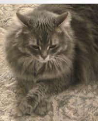 Lost Female Cat last seen Holman St, Laconia, NH 03246