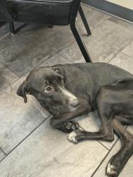 Found/Stray Female Dog last seen Sprocket, Mayfield, Arlington, TX 76015