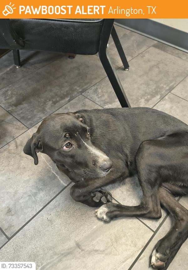 Found/Stray Female Dog last seen Sprocket, Mayfield, Arlington, TX 76015