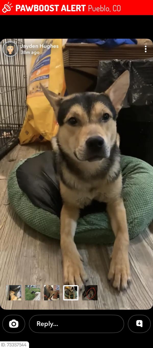 Lost Male Dog last seen Mitchell park, Pueblo, CO 81001