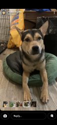 Lost Male Dog last seen Mitchell park, Pueblo, CO 81001