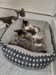 Lost Male Cat last seen Pass Road and 28th Street behind Sav-A-lot, Gulfport, MS 39501