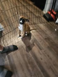 Found/Stray Female Dog last seen The Jim Reed Walking & Jogging Trail2889-2899, Babcock Rd, San Antonio, TX 78229, San Antonio, TX 78229