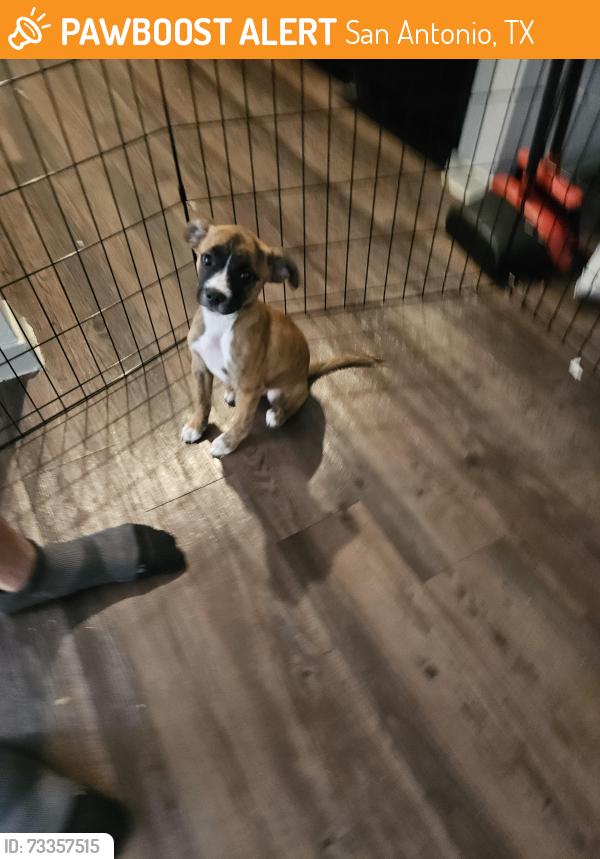 Found/Stray Female Dog last seen The Jim Reed Walking & Jogging Trail2889-2899, Babcock Rd, San Antonio, TX 78229, San Antonio, TX 78229