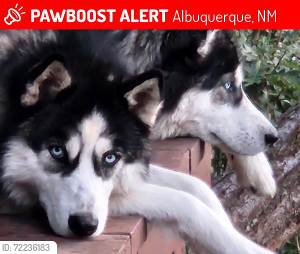 Lost Male Dog last seen Frost road and bolagh lane in Sandia park, Albuquerque, NM 87116