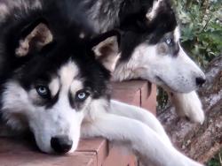 Lost Male Dog last seen Frost road and bolagh lane in Sandia park, Albuquerque, NM 87116