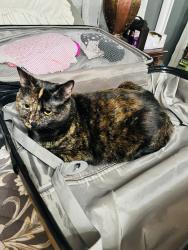 Reunited Female Cat last seen Toni court, Hurst, TX 76054